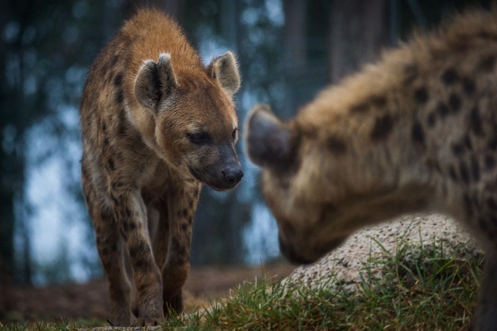 Photograph by Bruno Ribeiro