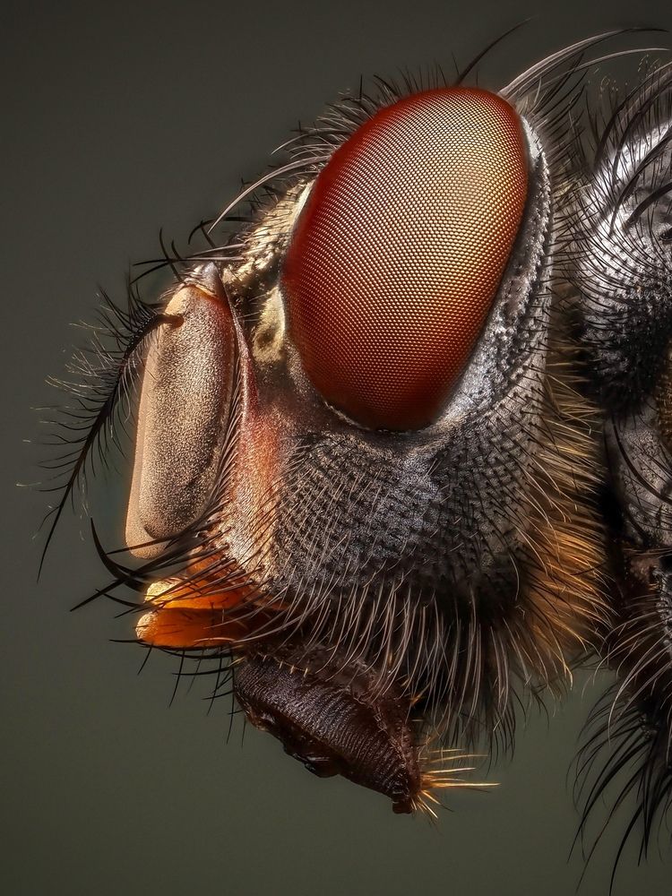 Blue bottle fly (Calliphora vomitoria)