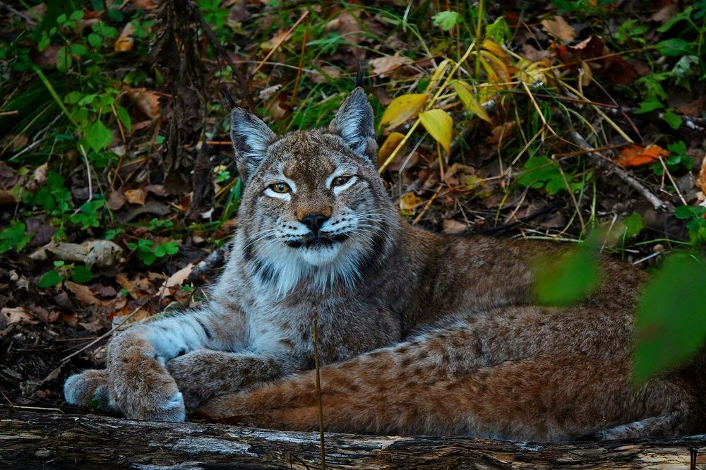 Любознательная рысь.