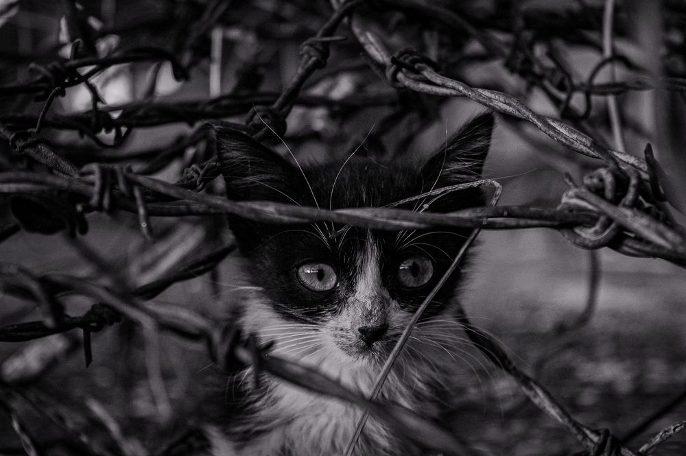 Surrounded by barbed wire