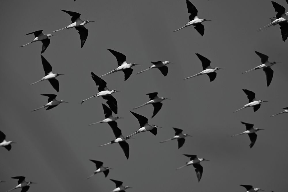 Photograph by Olga Ольга Joshi Джоши