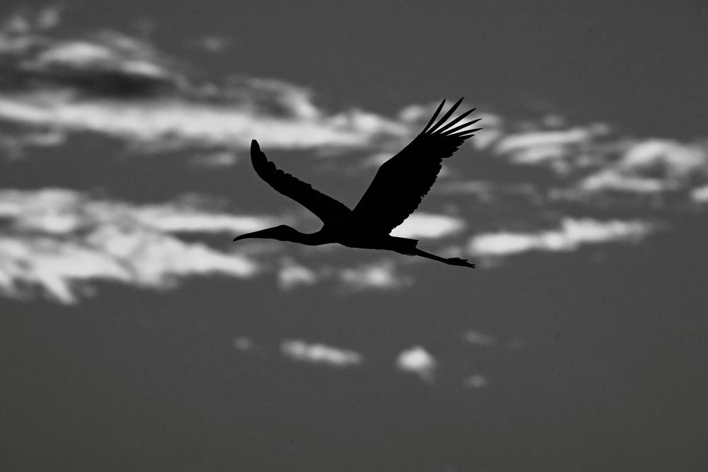 Photograph by Olga Ольга Joshi Джоши