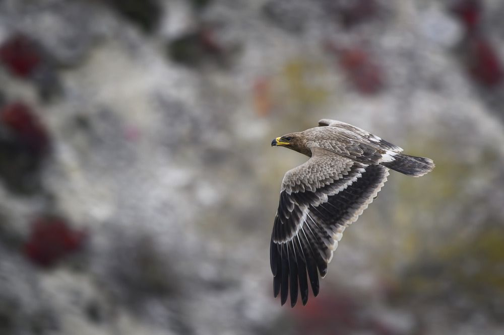 Полёт над ущельем.