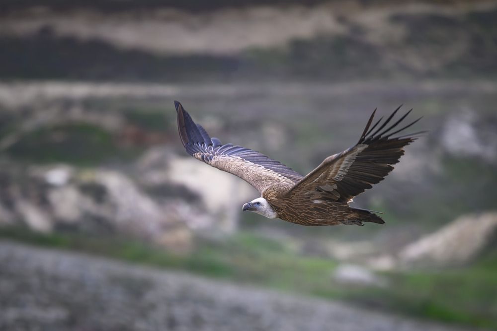 Он свободен.