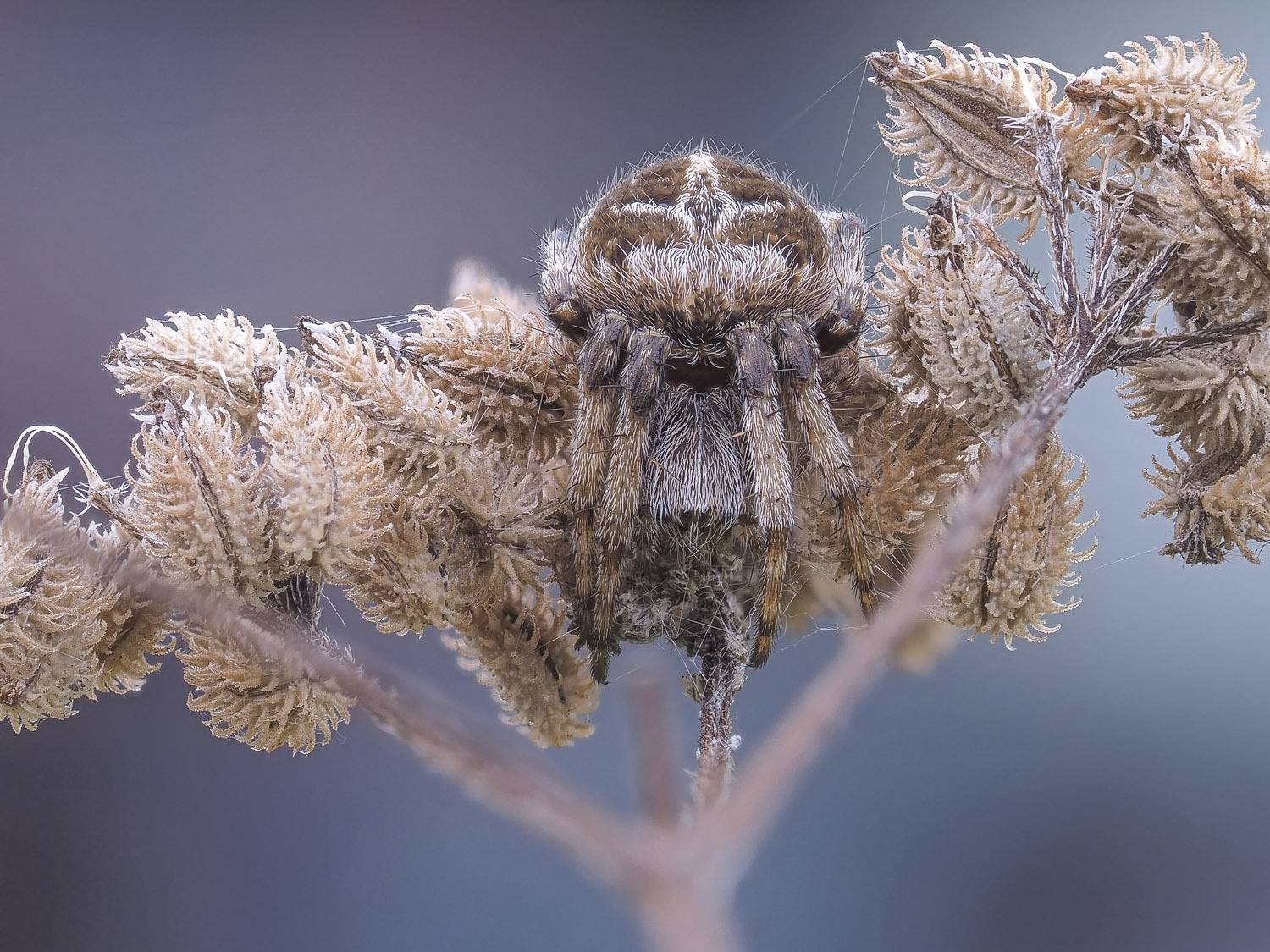 Фотография #12821199