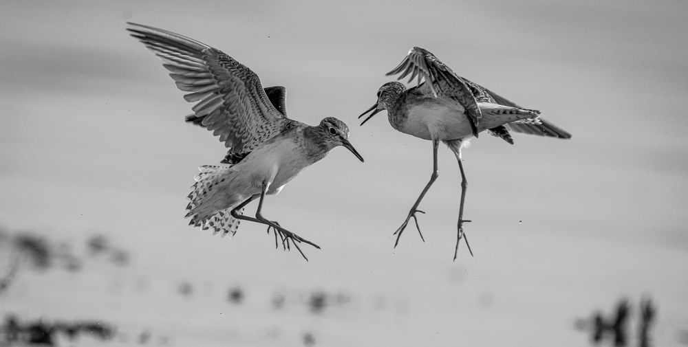 The Dance of Airborne Grace