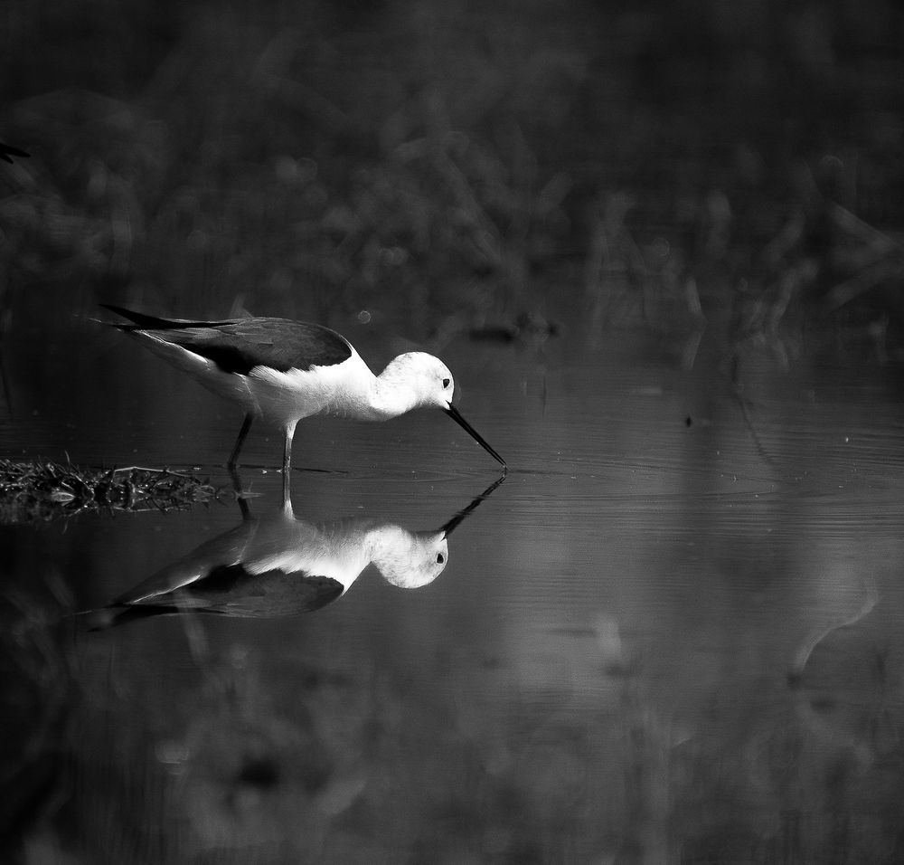 The Silence of Motion