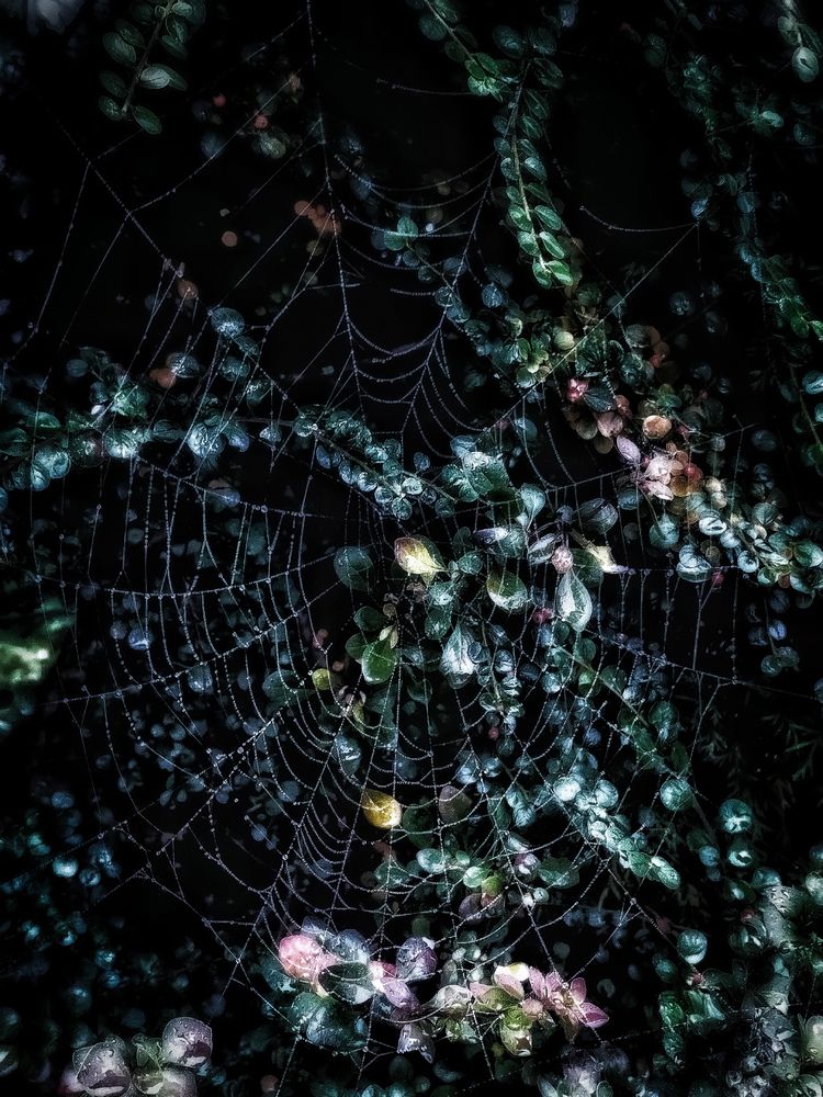 Фотография автора JELENA VASIC