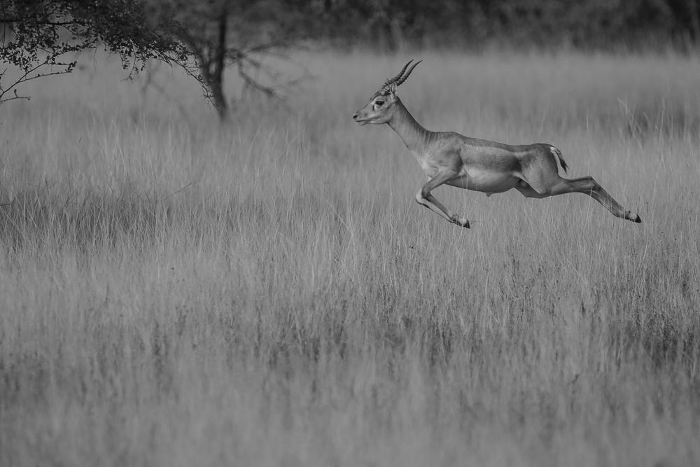 Photograph by Shalini Jain