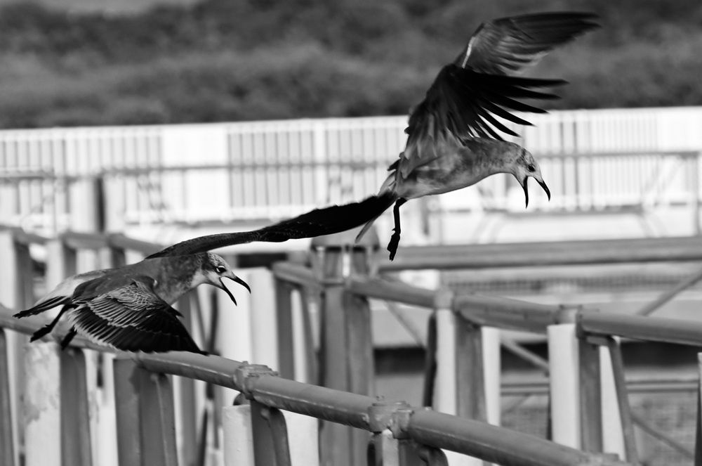 Photograph by Alejandro Mederos Bernia