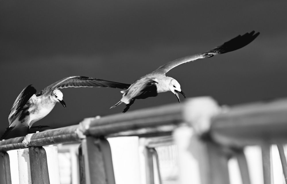 Photograph by Alejandro Mederos Bernia