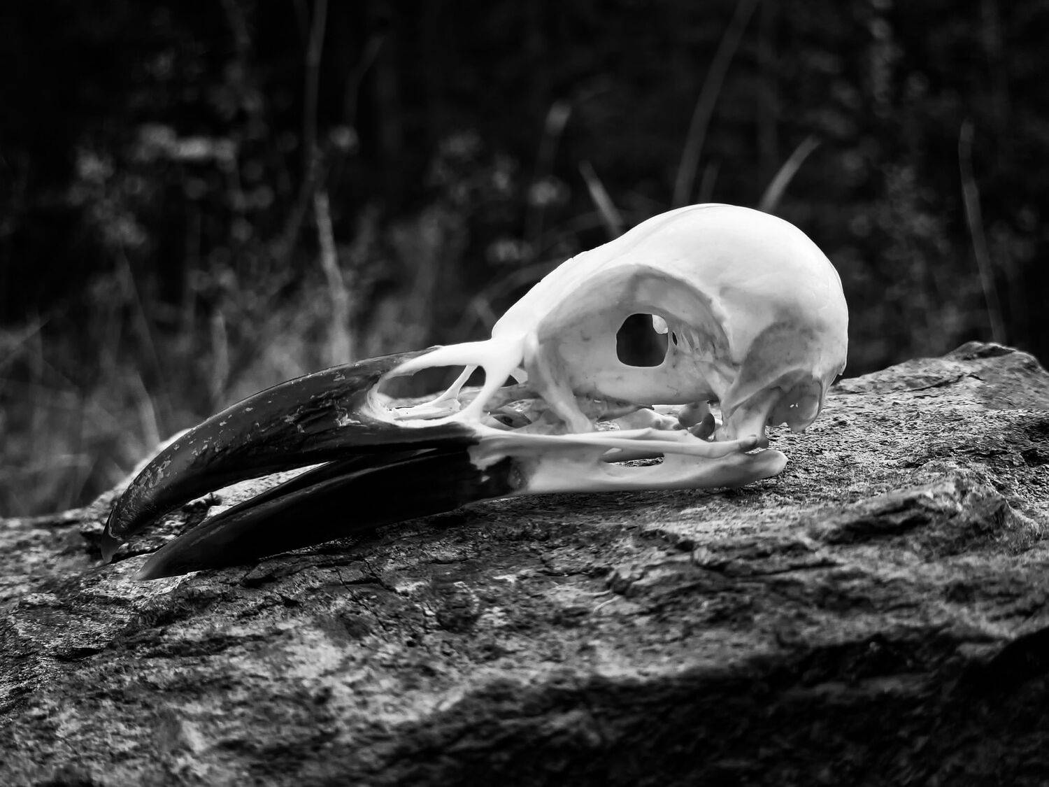 Photo #12822057