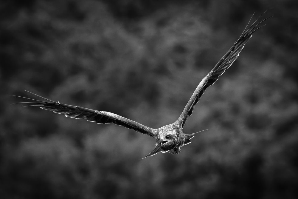 Photograph by KOHAGI