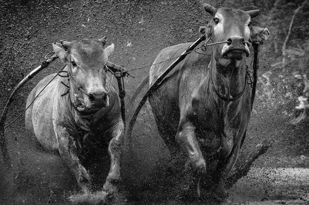 Photograph by Ridwan Read