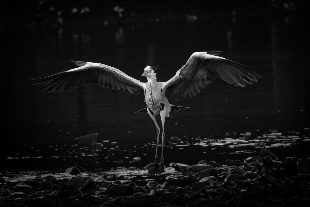 Фотография автора KOHAGI