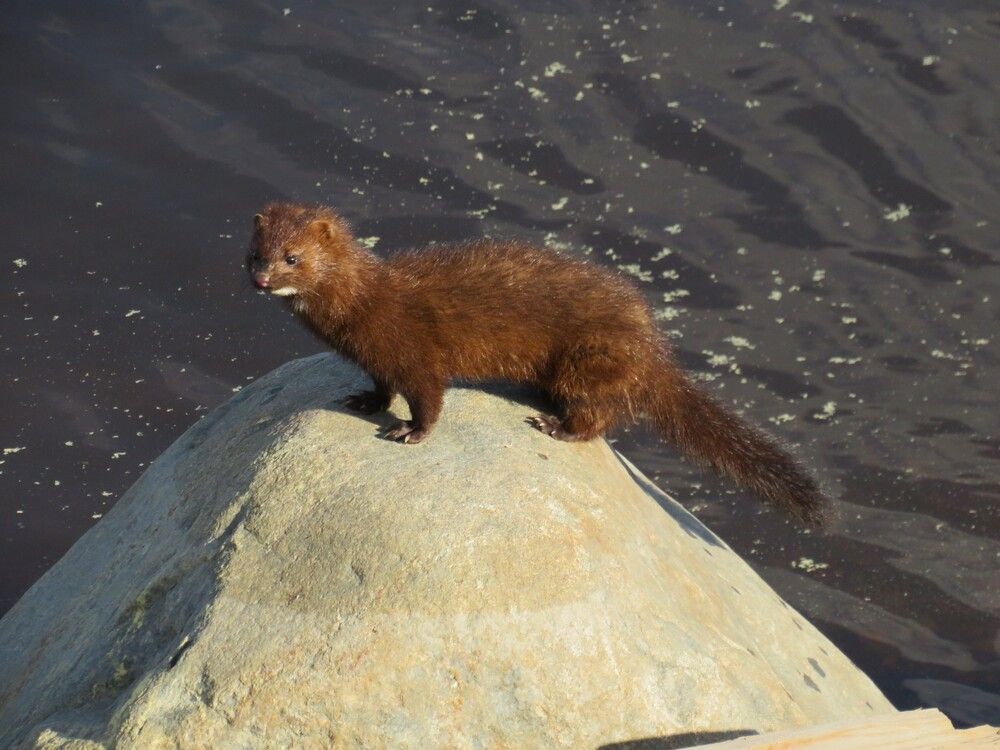 Photograph by Людмила Кононова