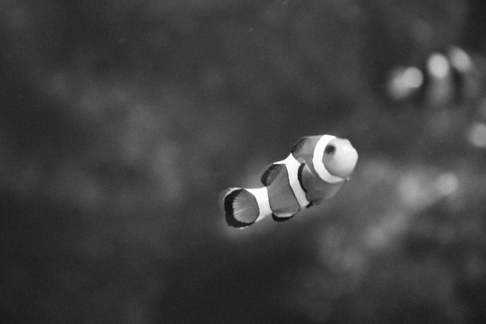 Photograph by Babak Akvan