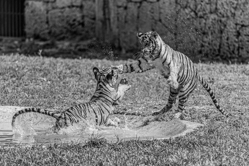 Photograph by Eddy Vittini