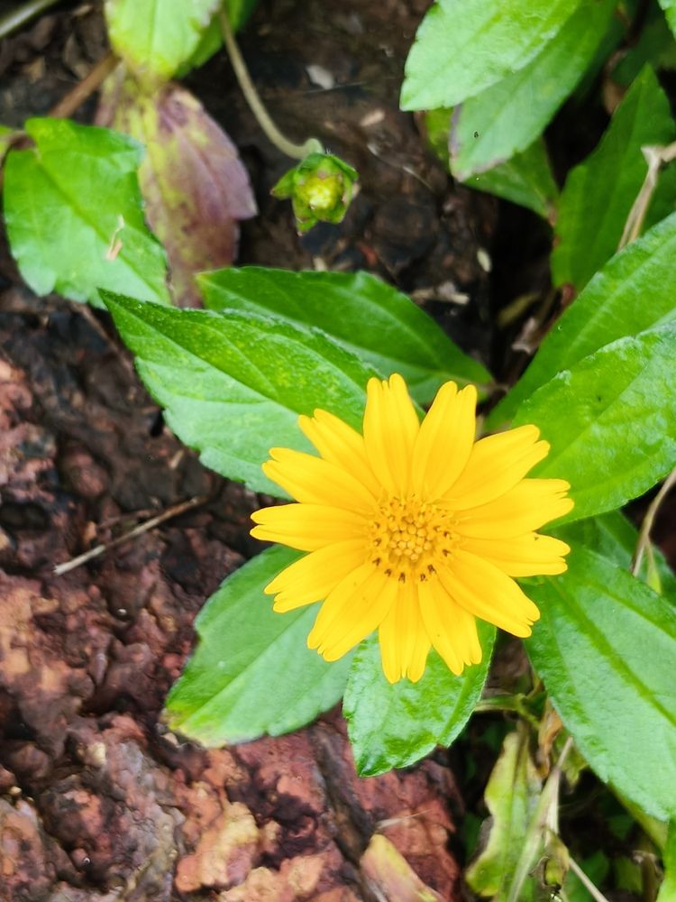 Photograph by अमोल स. लाड