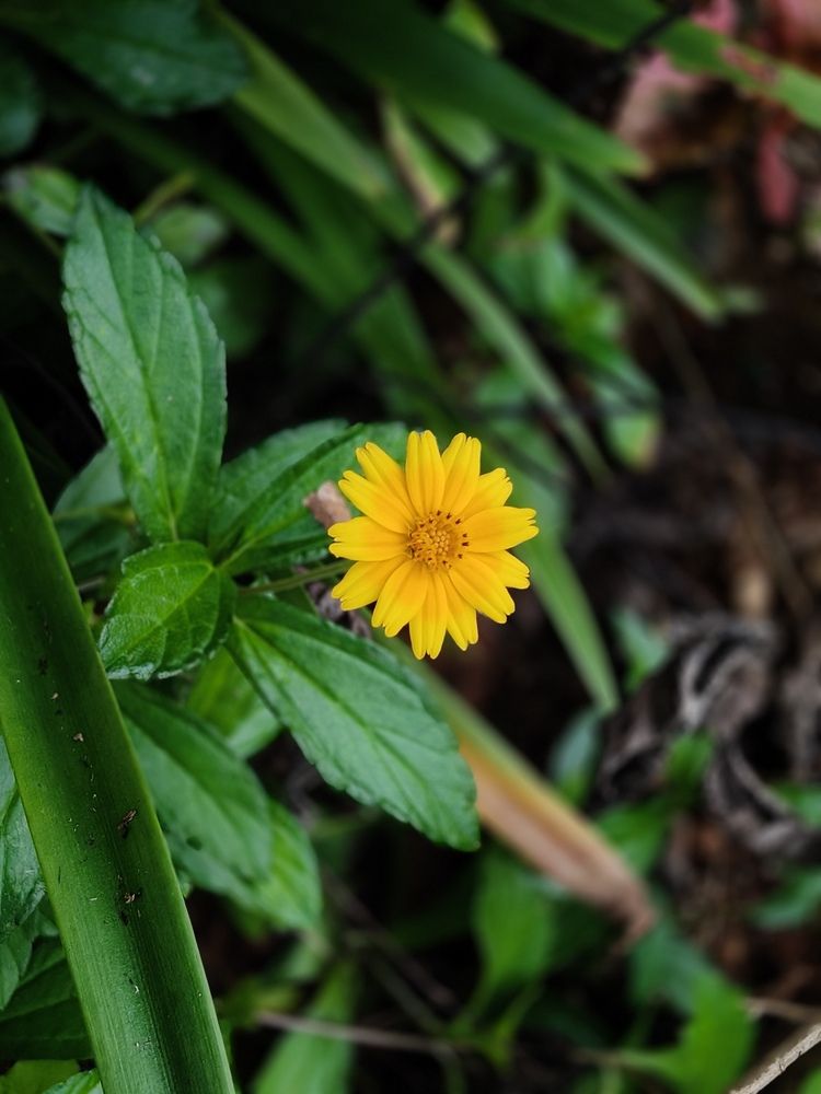 Photograph by अमोल स. लाड