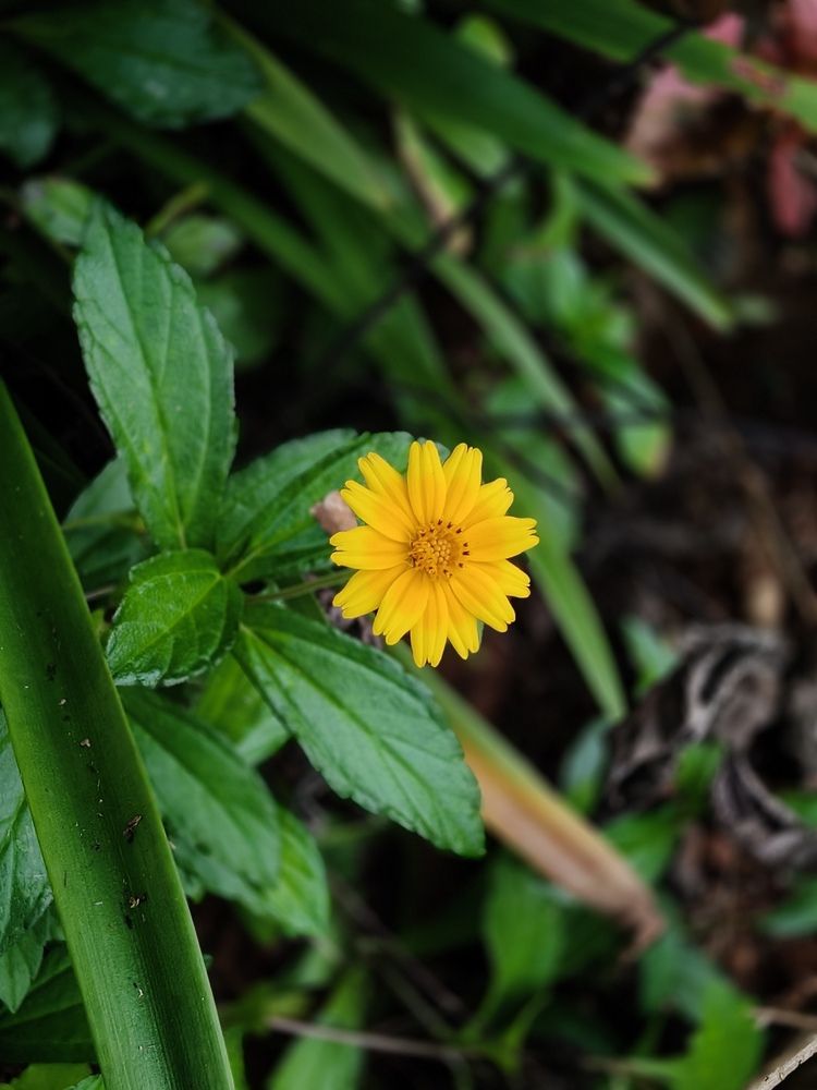 Photograph by अमोल स. लाड