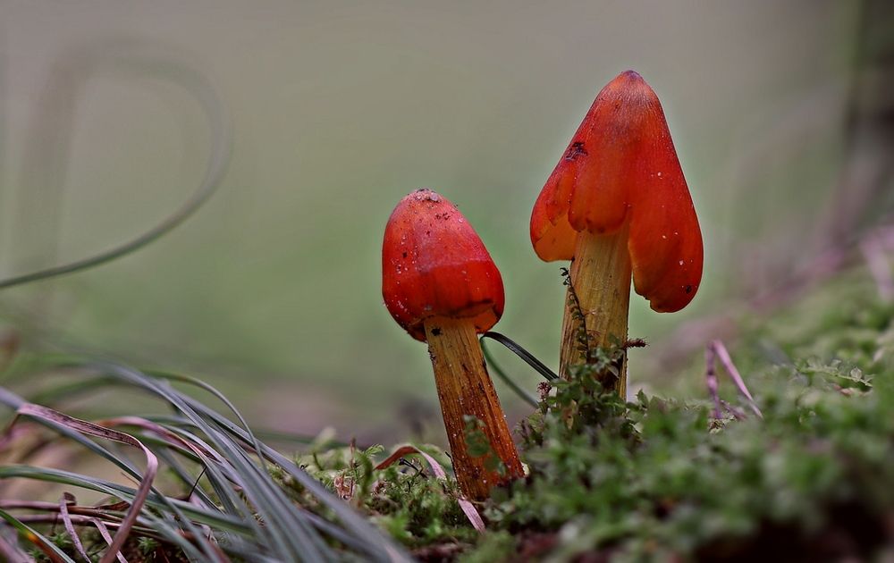 Гигроцибе коническая (Hygrocybe conica)