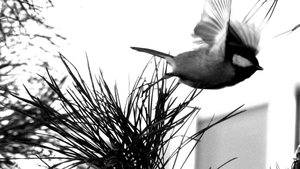 Photograph by Егор Чинарев