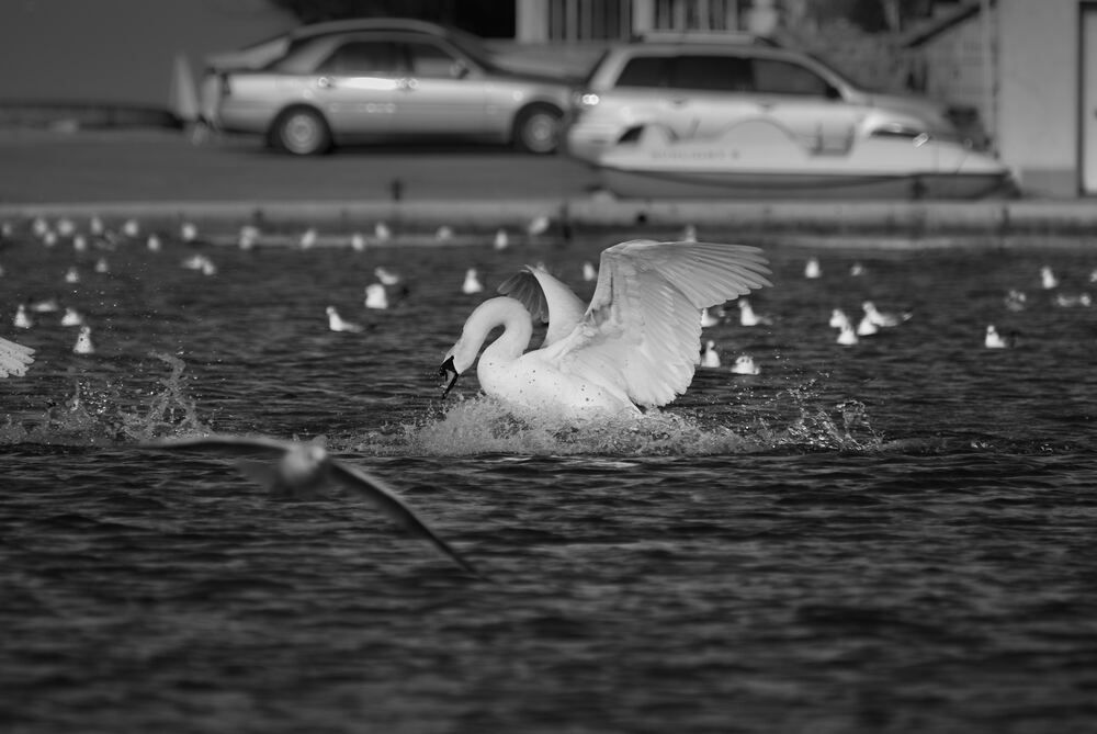 Photograph by Константин Громов