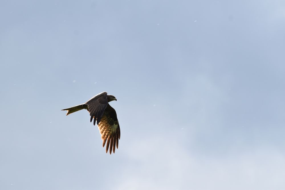 Полëт коршуна