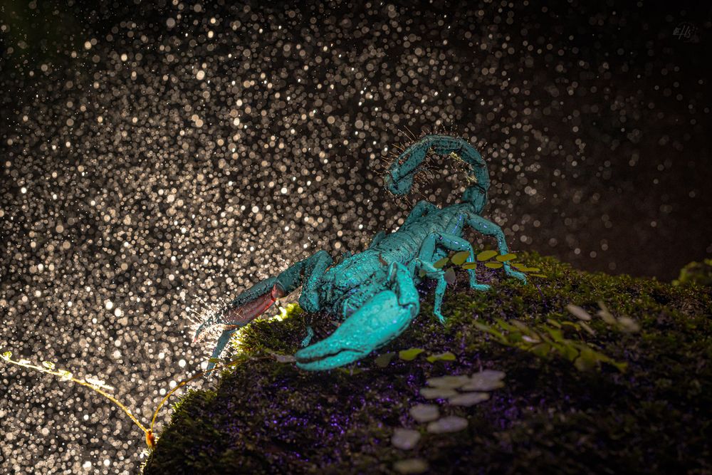 Photograph by Hardik Shah