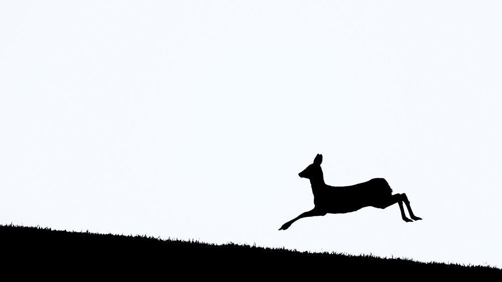 Фотография автора Ervin Horesnyik