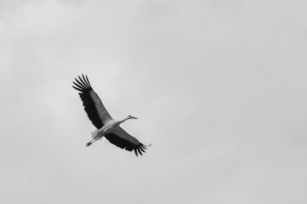 Фотография автора Александр Ананьев