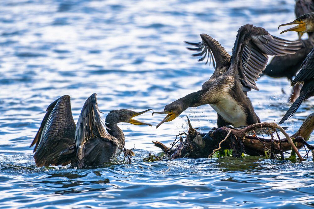 Свои разборки