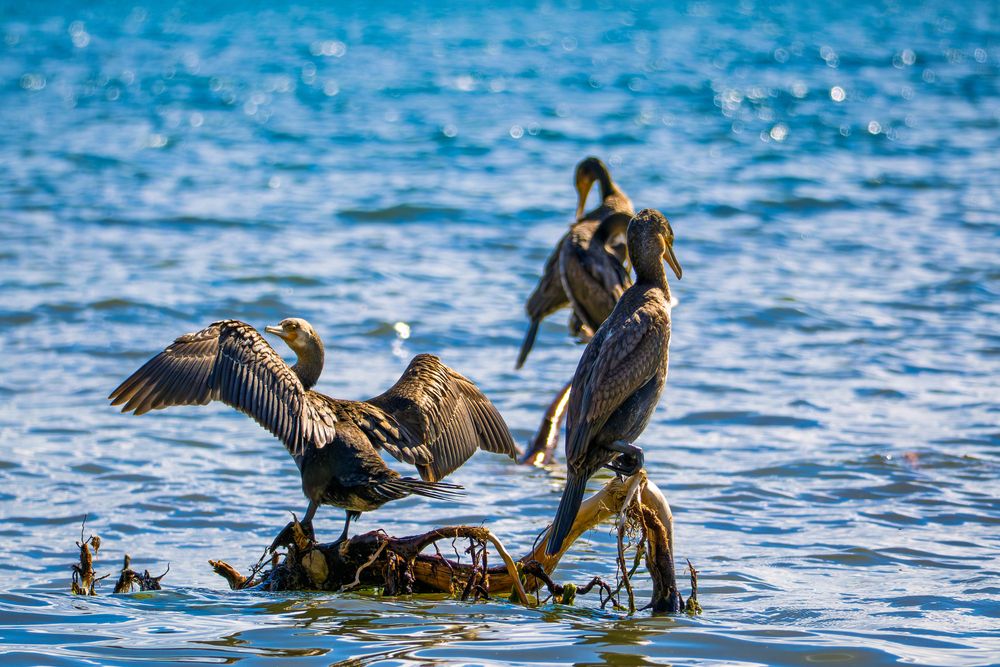 Фотография автора Владимир Хакимов