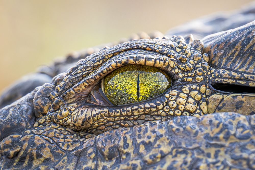 Фотография автора Paolo Barbarini