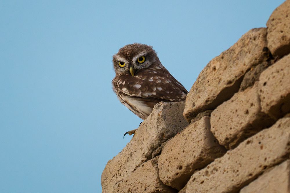 Photograph by PAPKIAURI TORNIKE