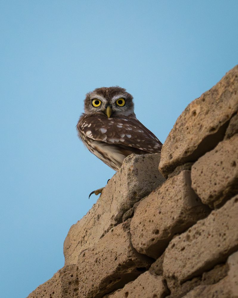 Photograph by PAPKIAURI TORNIKE