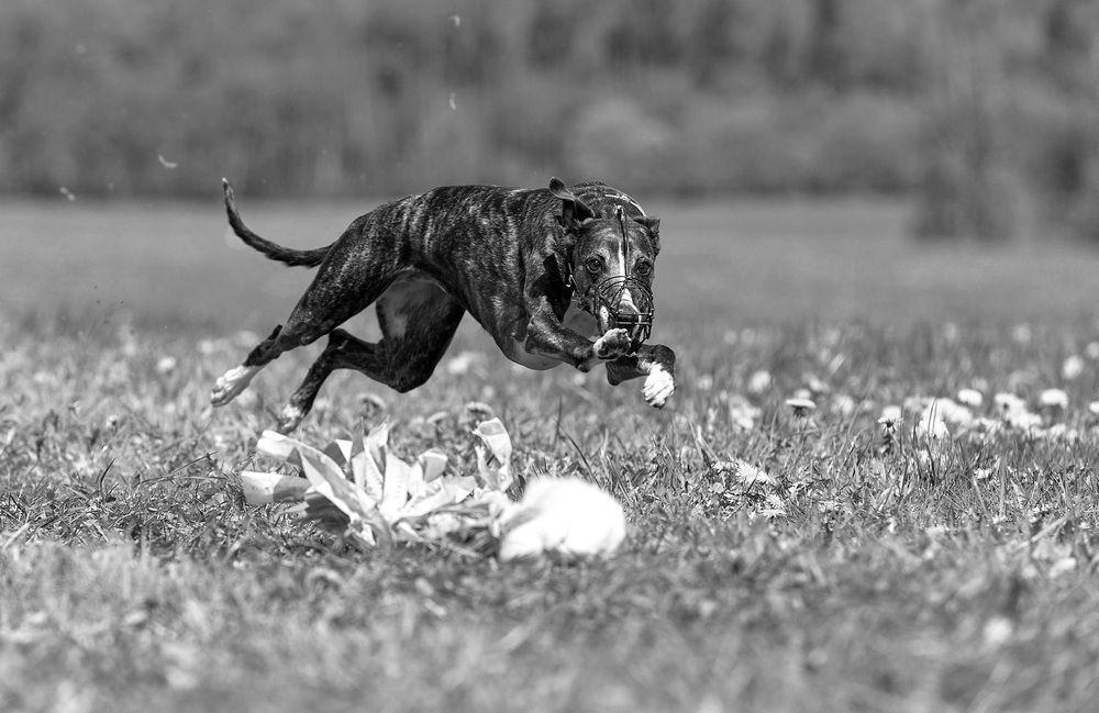 Photograph by Андрей Некрашевич