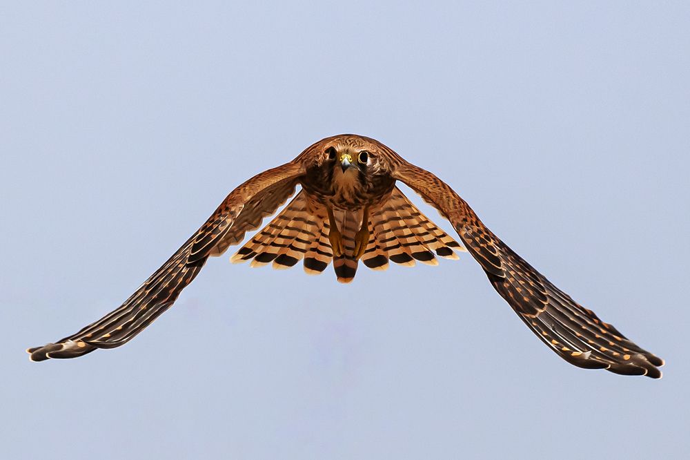 Фотография автора Reda