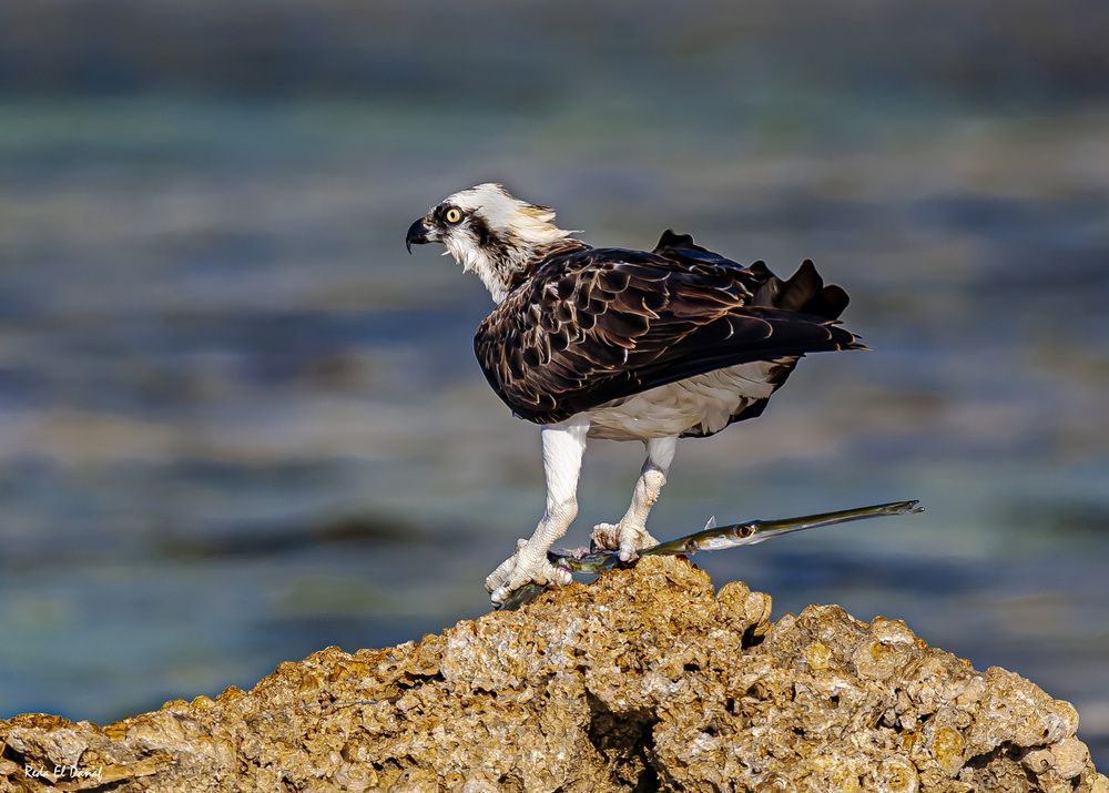 Фотография автора Reda