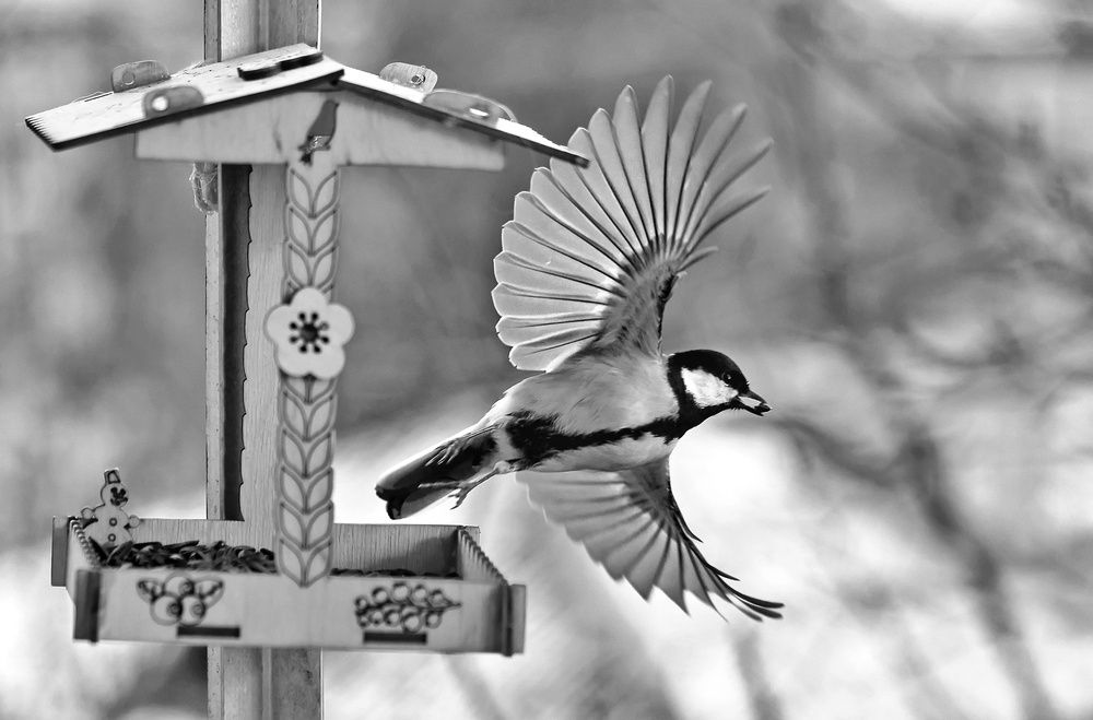 Photograph by Татьяна Бравая