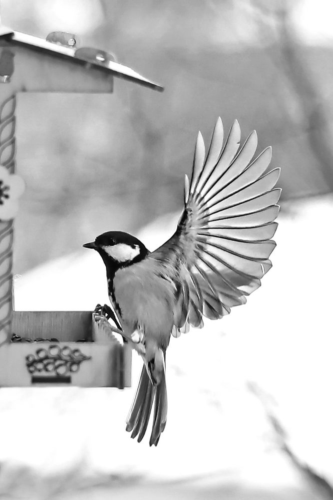 Photograph by Татьяна Бравая