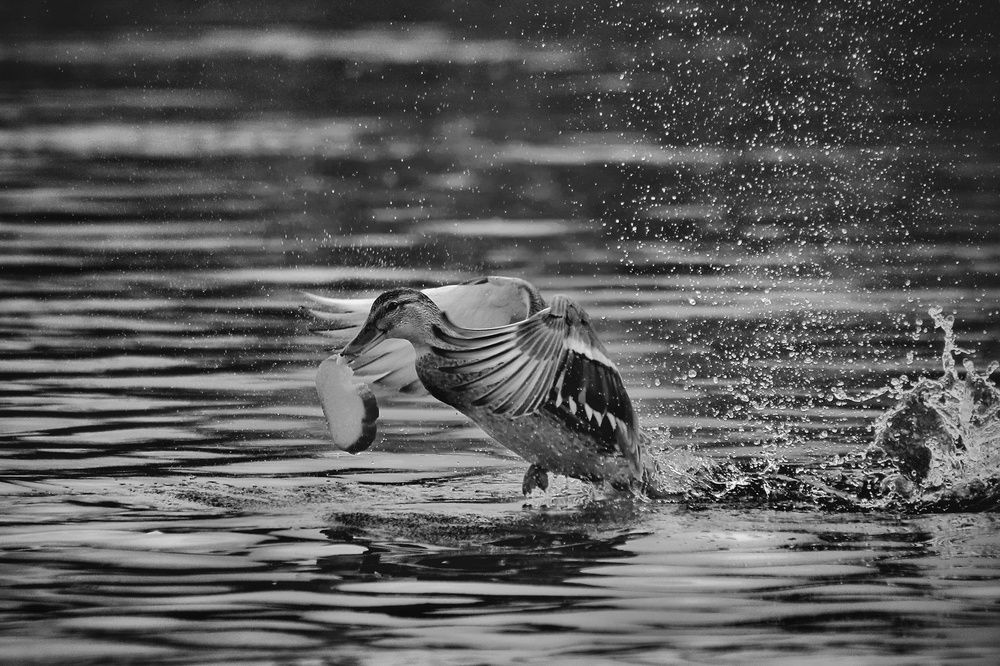 Photograph by Татьяна Бравая