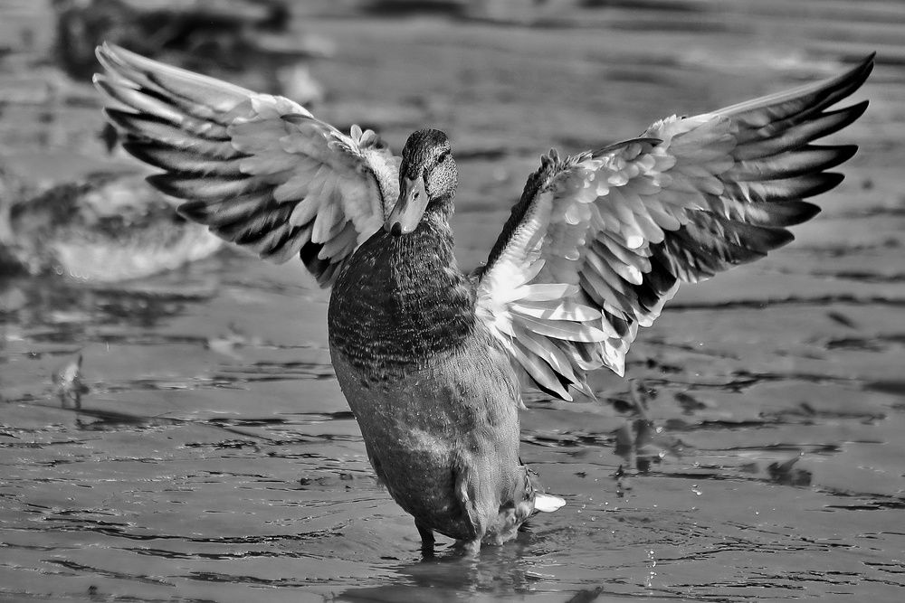 Photograph by Татьяна Бравая