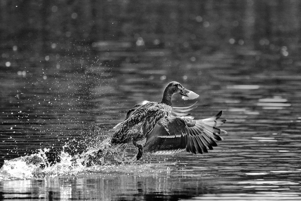 Photograph by Татьяна Бравая