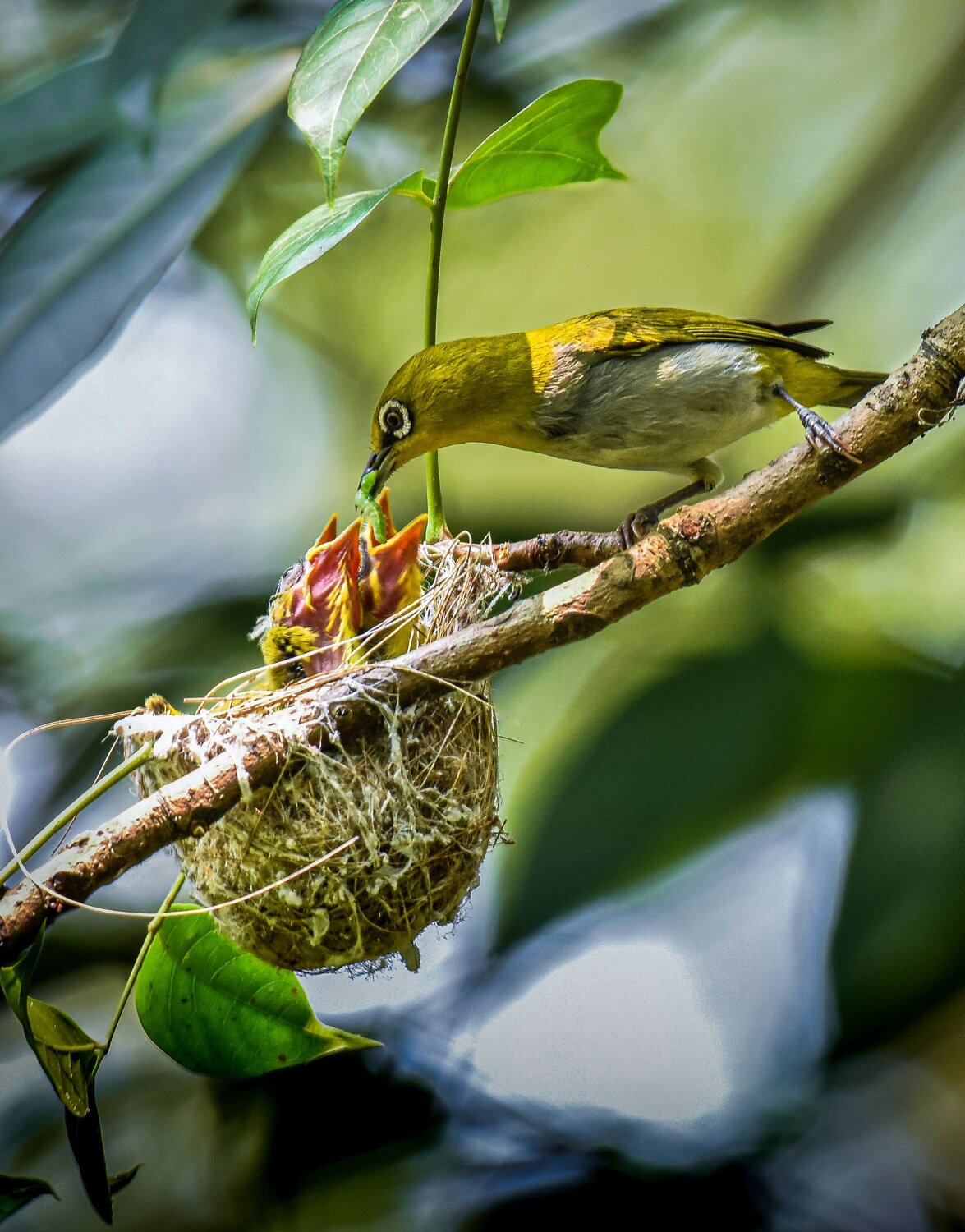 Chicks Feeding