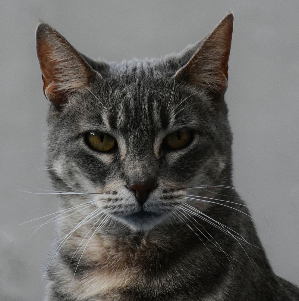 Dina