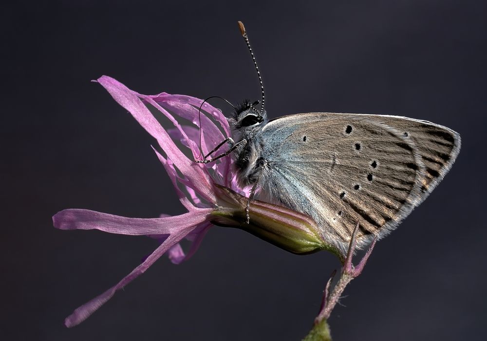 Photograph by Железнова Людмила