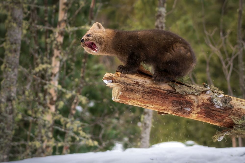 Я злой и страшный