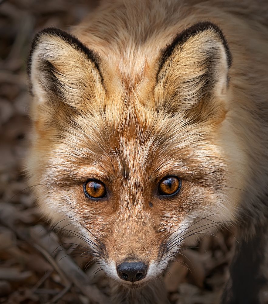 Photograph by Ольга Мусиенко